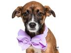 Adopt Clarice **Rescue Center** a Boxer / Blue Heeler dog in Littleton
