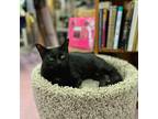 Adopt Diana a All Black American Shorthair / Mixed (short coat) cat in Westwood