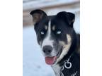 Adopt Katie a Black Husky dog in Gardnerville, NV (37169120)