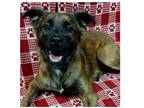 Adopt Huck a Brindle Australian Shepherd / Mixed dog in Shawnee, KS (37170737)