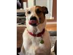 Adopt Archie a White - with Brown or Chocolate Blue Heeler / Mixed Breed (Large)