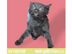 Adopt Sanderson a All Black Domestic Shorthair / Mixed cat in El Paso