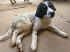 Adopt Elsa a White - with Black Great Pyrenees / Anatolian Shepherd / Mixed dog