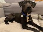 Adopt Eva Jane a Black Labrador Retriever / Mixed Breed (Medium) dog in Amherst
