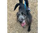 Adopt Sable a Black - with White Giant Schnauzer / Border Collie / Mixed dog in