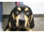 Adopt Rocky a Basset Hound / Shepherd (Unknown Type) / Mixed dog in Mountain