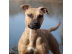 Adopt Ava a Tan/Yellow/Fawn Black Mouth Cur / Mixed Breed (Small) / Mixed dog in