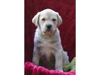 Adopt Maria a Tan/Yellow/Fawn Labrador Retriever / Mixed dog in Lafayette