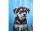 Adopt Mina a Black - with Tan, Yellow or Fawn Labrador Retriever / Mixed dog in
