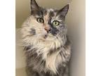 Adopt Pearl a Domestic Longhair / Mixed cat in Silverdale, WA (37169770)