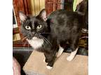Adopt Silvester a Domestic Shorthair / Mixed (short coat) cat in Brainardsville
