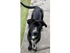 Adopt *Rosemary* a Labrador Retriever / Border Collie / Mixed dog in Salt Lake