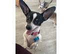 Adopt Max a Black - with White Rat Terrier / Dachshund / Mixed dog in Palm