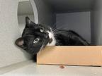 Medici, Domestic Shorthair For Adoption In New York, New York