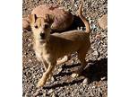 Twinkie, Cairn Terrier For Adoption In Phoenix, Arizona