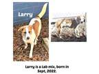 Adopt LARRY a Labrador Retriever