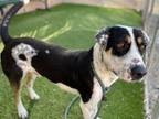 Adopt PRINCE CHARMY a Australian Cattle Dog / Blue Heeler, Mixed Breed