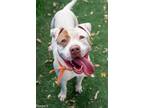 Adopt PATCHES a American Staffordshire Terrier
