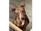 Adopt STRAWBERRY a Pit Bull Terrier, Mixed Breed