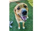 Adopt FINNEGAN a Black Mouth Cur, Mixed Breed