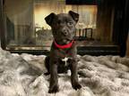 Adopt OLIVE a Pit Bull Terrier
