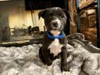 Adopt SALAMI a Pit Bull Terrier