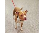 Adopt GARTH a Pit Bull Terrier, Mixed Breed