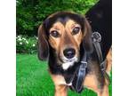 Adopt TOTO a Black - with Brown, Red, Golden, Orange or Chestnut Beagle / Mixed