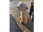 Adopt Buster Doodle a Shepherd, Poodle