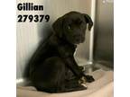 Adopt GILLIAN a Labrador Retriever, Mixed Breed