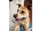 Adopt Star a Terrier, Mixed Breed