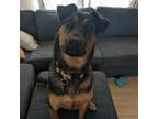 Adopt Pepper ******Courtesy Post******** a German Shepherd Dog, Rottweiler