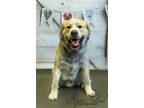 Adopt Leon a Great Pyrenees