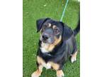 Adopt PUDDY a Hound, Mixed Breed