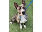 Adopt WIGGLES a Pit Bull Terrier