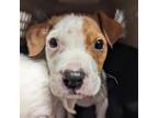 Adopt Tom Collins a Mixed Breed