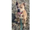 Adopt Marge a American Staffordshire Terrier
