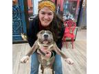 Adopt Lakota a Terrier, American Staffordshire Terrier