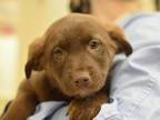 Adopt Shelly a Labrador Retriever