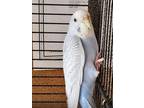Adopt 51954195 a Parakeet (Other)
