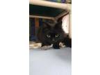 Adopt Patapouf a Domestic Short Hair