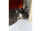 Adopt 51952200 a Bunny Rabbit