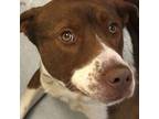 Adopt Bosco a Border Collie, Pit Bull Terrier
