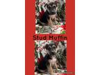 Adopt Stud Muffin a Border Collie, German Shepherd Dog
