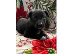 Adopt Valentine a Border Collie, German Shepherd Dog