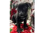Adopt Rose a Border Collie, German Shepherd Dog