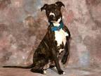 Adopt ELLIE MAY a Pit Bull Terrier