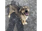 Adopt Lady a Shepherd, Mixed Breed