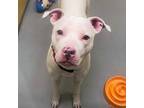 Adopt Ice a Pit Bull Terrier, Mixed Breed