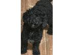 Adopt Clarice a Poodle